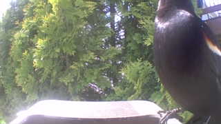 red-winged blackbird