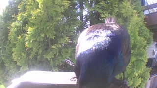 common grackle