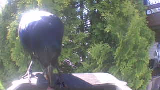common grackle