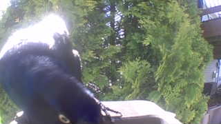 common grackle