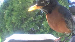 american robin