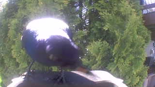 rock dove