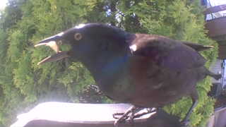common grackle