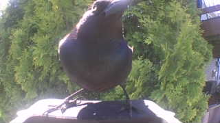 american crow