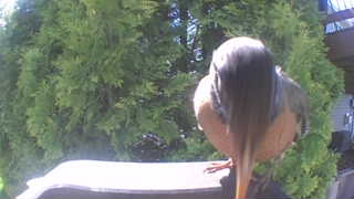american robin