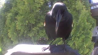 common raven
