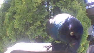 common grackle