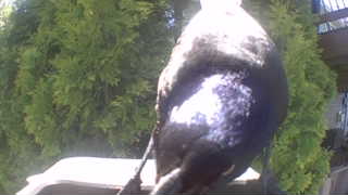 rock pigeon
