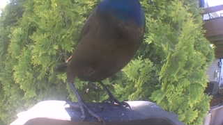 common grackle