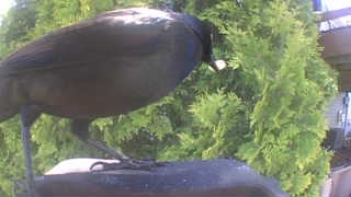 american crow