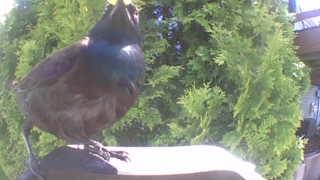 common grackle