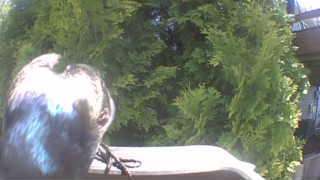 common grackle