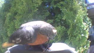 american robin