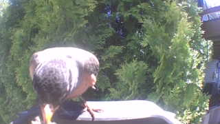 house finch