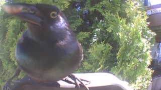 common grackle