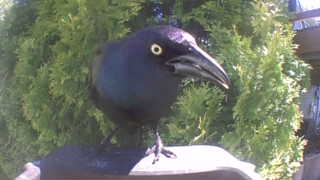 common grackle