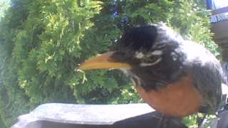 american robin