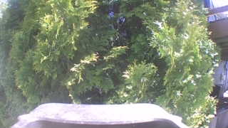 Unidentified clip