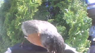 american robin