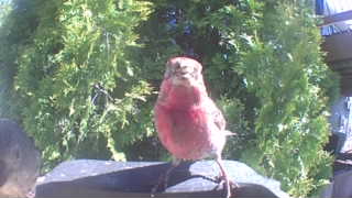 purple finch