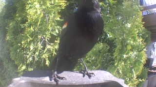 red-winged blackbird