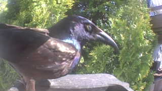 common grackle