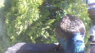 mallard