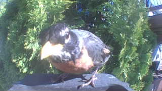 american robin