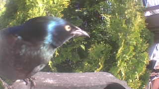 common grackle