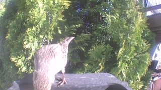 american robin