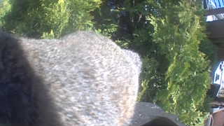 Unidentified clip