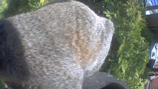 Unidentified clip