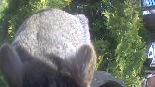 Unidentified clip