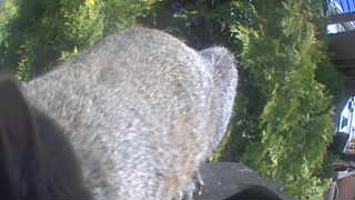 Unidentified clip