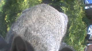 Unidentified clip