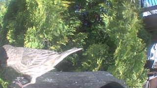 house finch