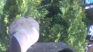 rock pigeon