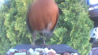 american robin