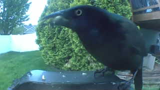 common grackle