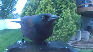 common grackle
