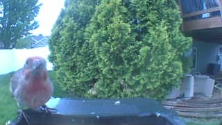 american robin