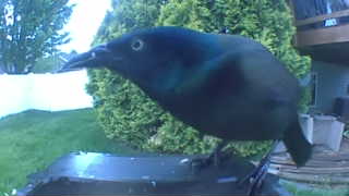 common grackle