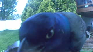 common grackle