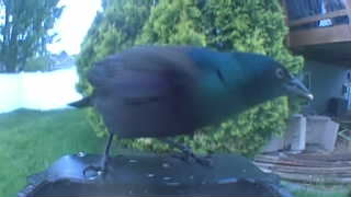 common grackle