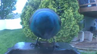 mallard