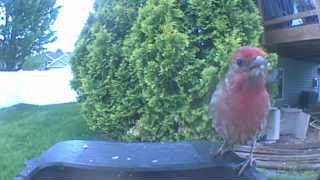house finch