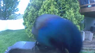 common grackle