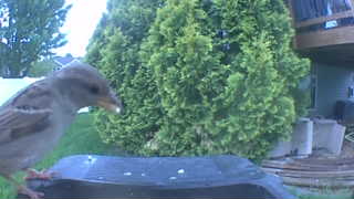 house sparrow