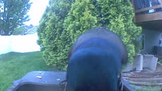 mallard