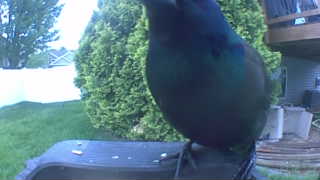common grackle